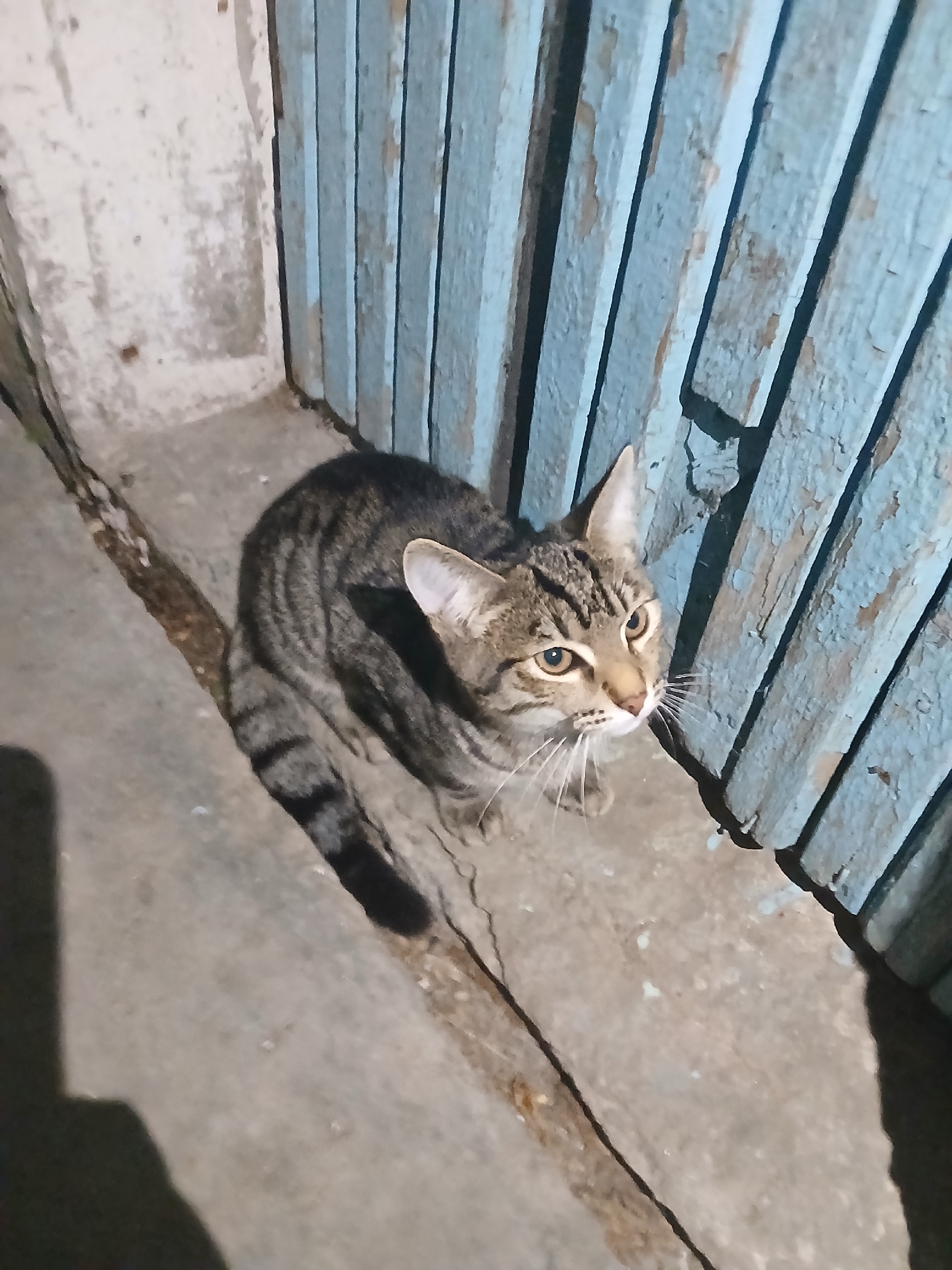 Найдена кошка в Златоусте — фото объявления
