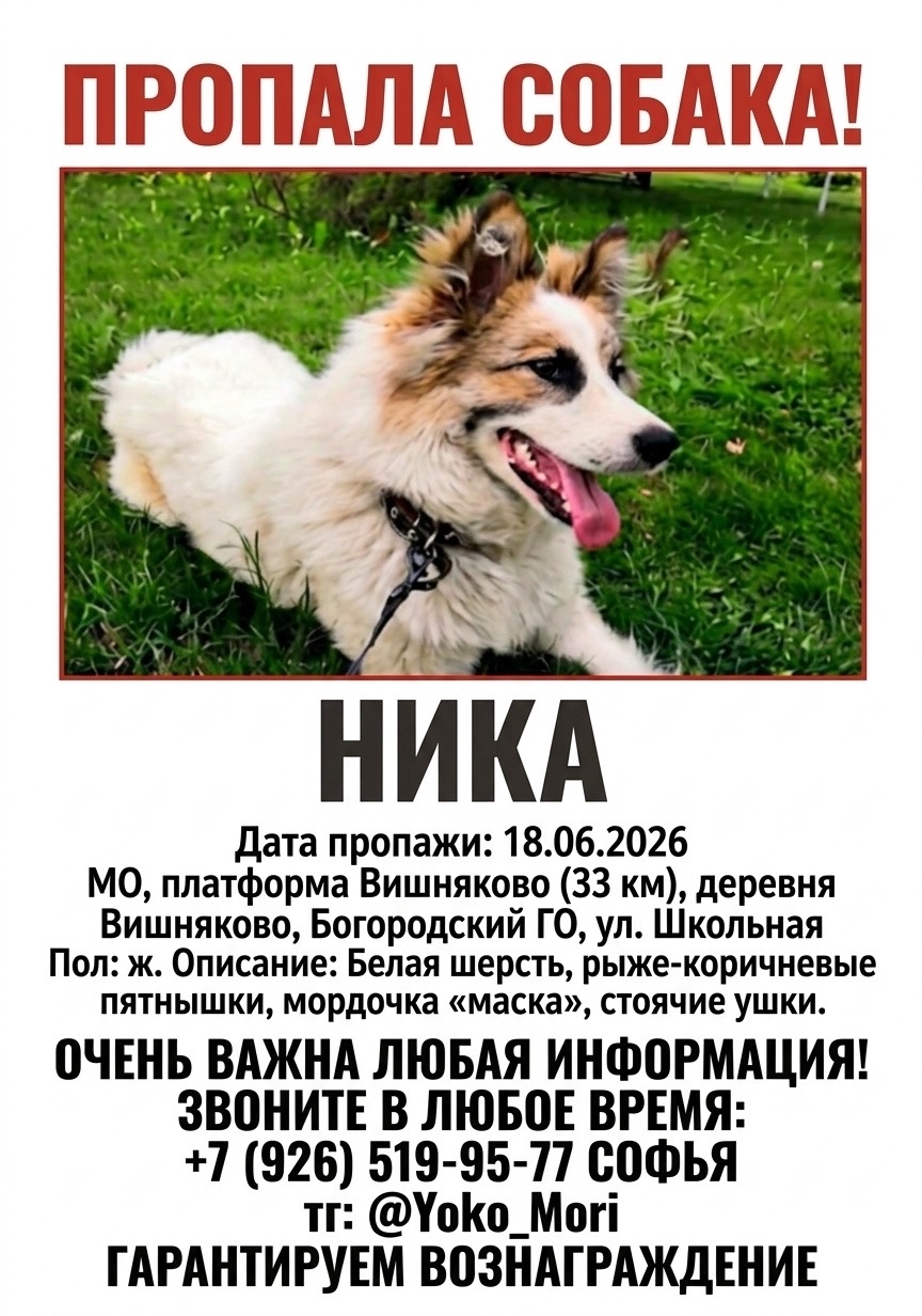 Найдена собака в Ногинске — фото объявления