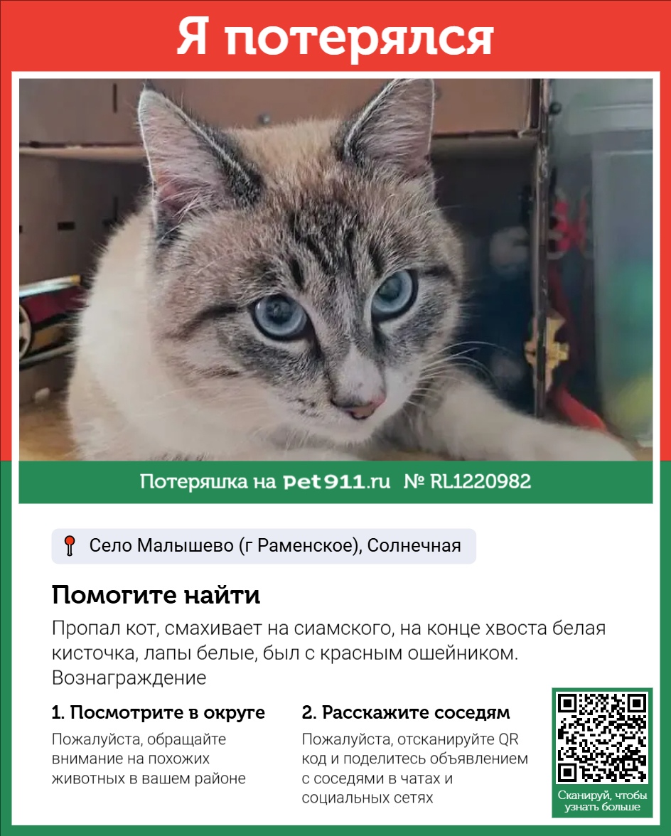 Найдена кошка в Пятигорске — фото объявления
