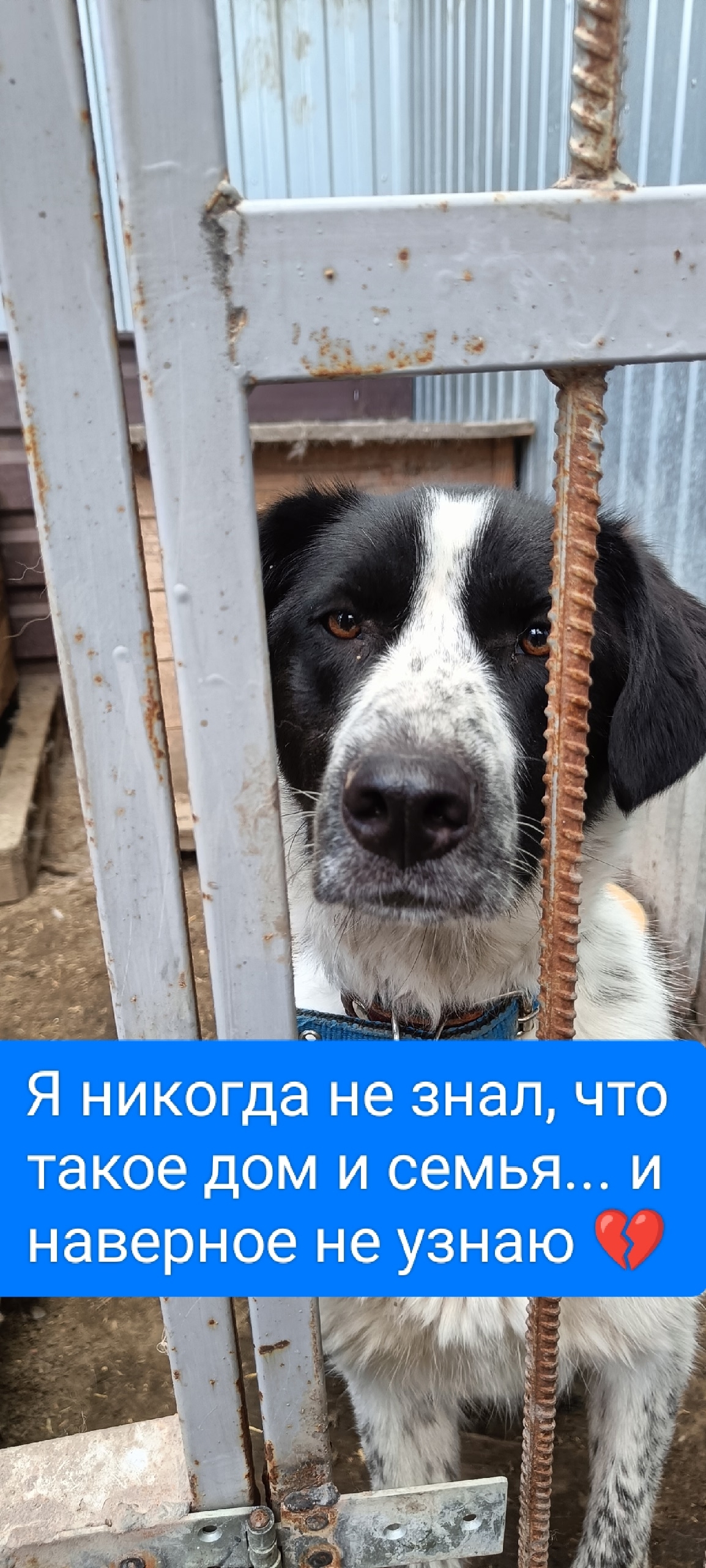 Объявление о питомце в Ульяновске — фото объявления