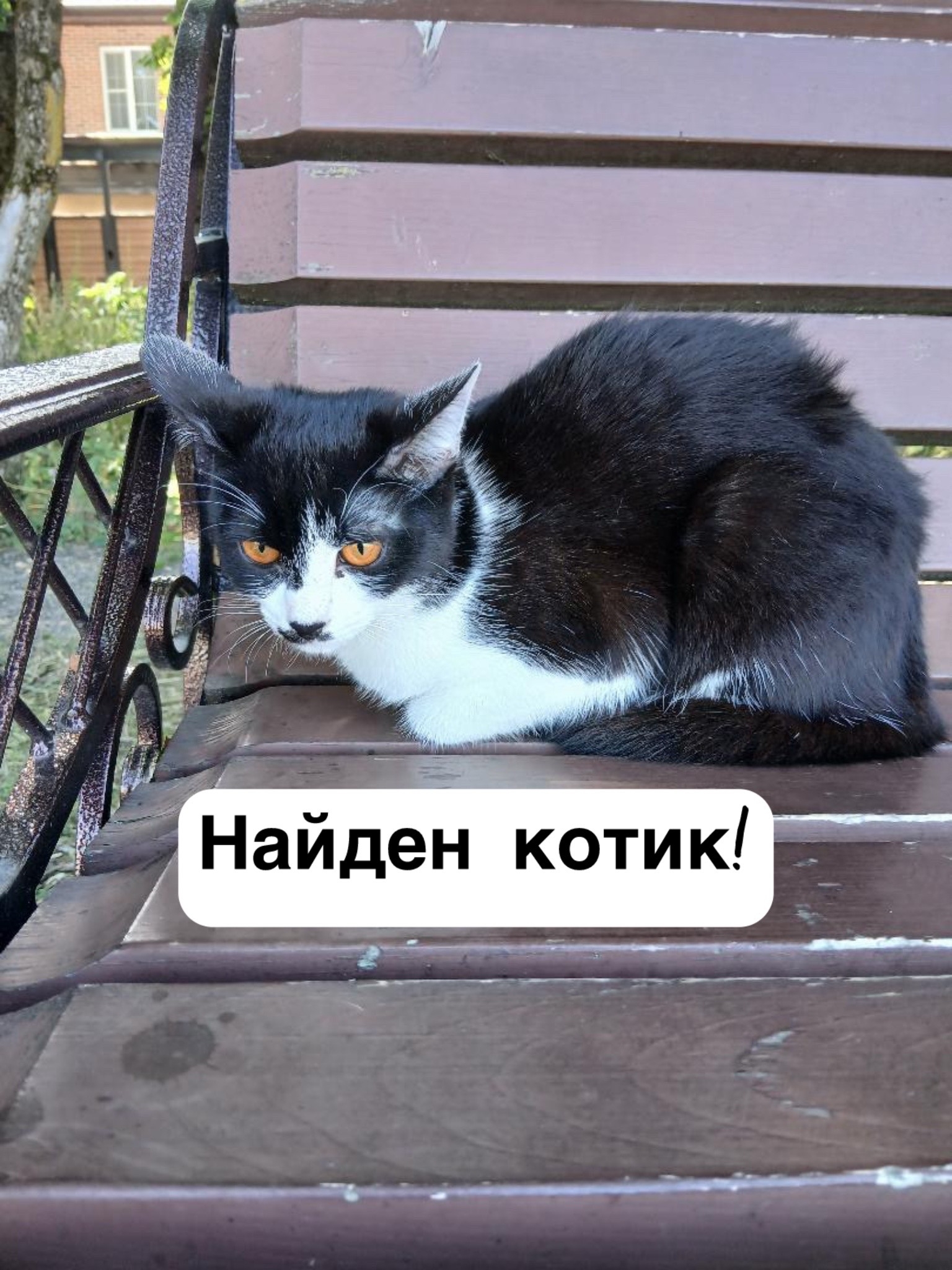 Объявление о питомце в Ставрополе — фото объявления