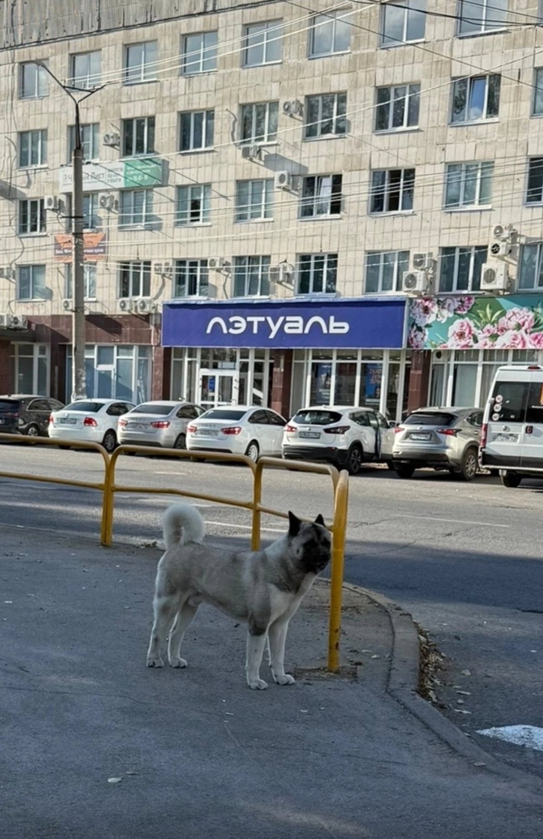 Найдена собака в Тольятти — фото объявления