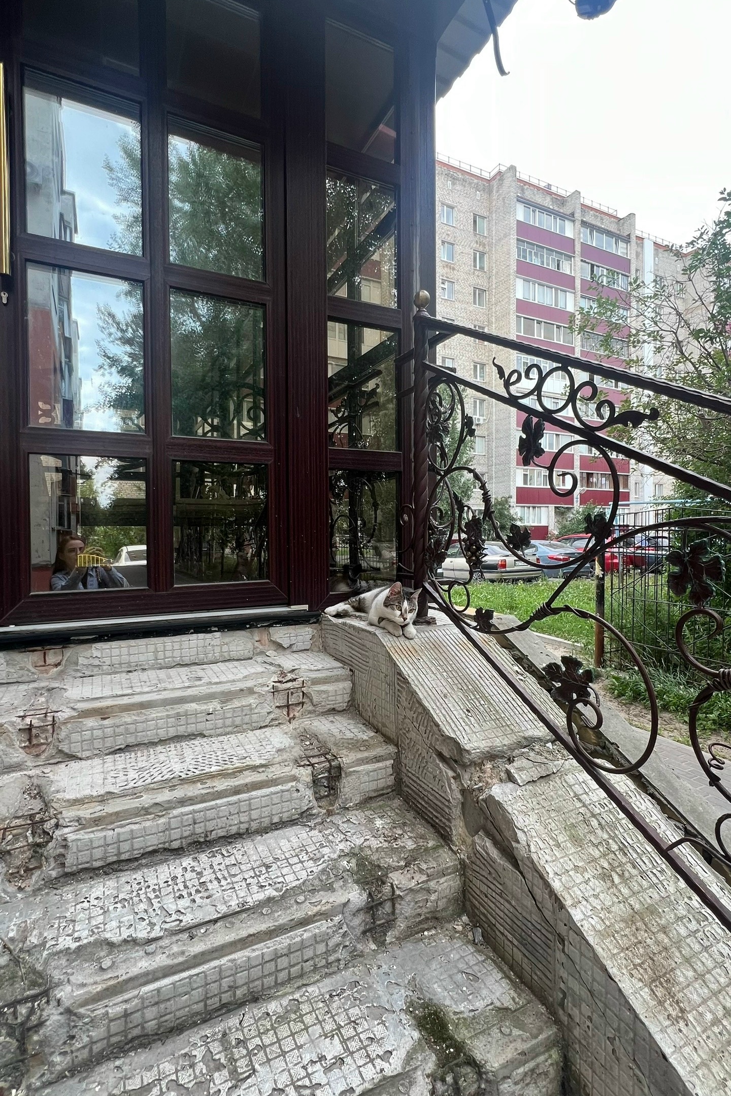 Найдена кошка в Сургуте — фото объявления