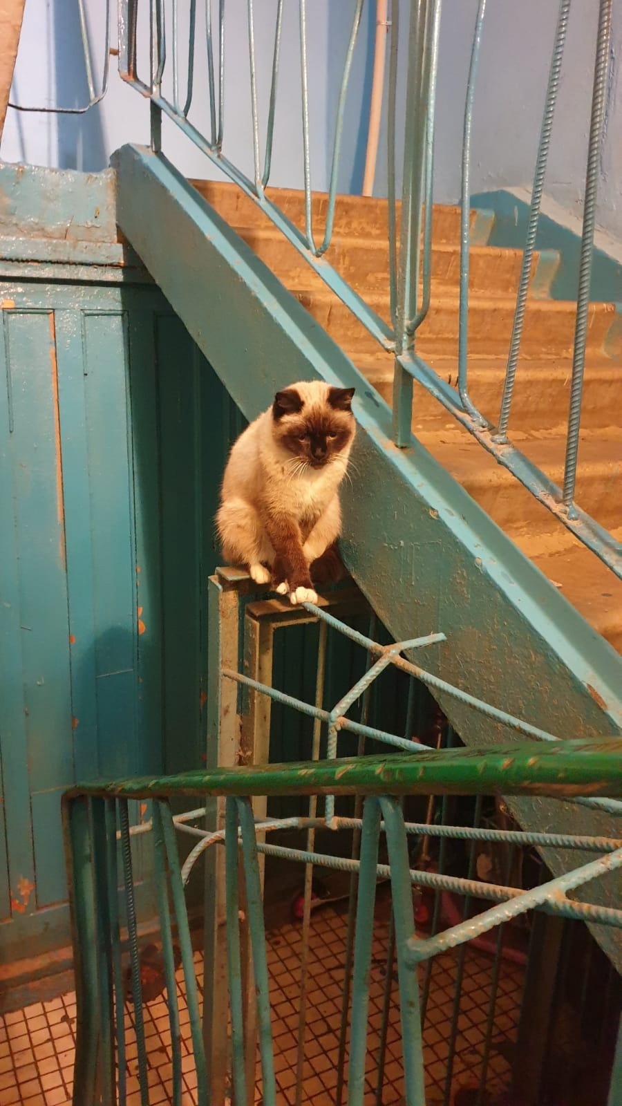 Пропала кошка в Дмитрове — фото объявления