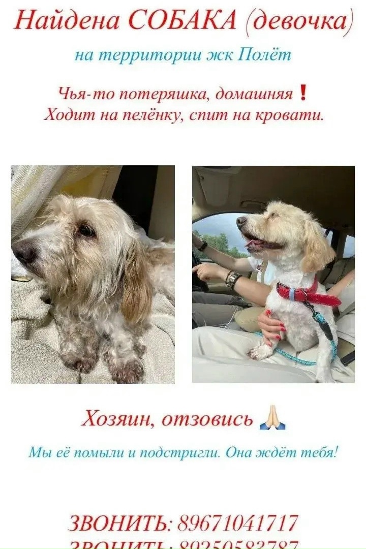 Найдена собака в Павловском Посаде — фото объявления