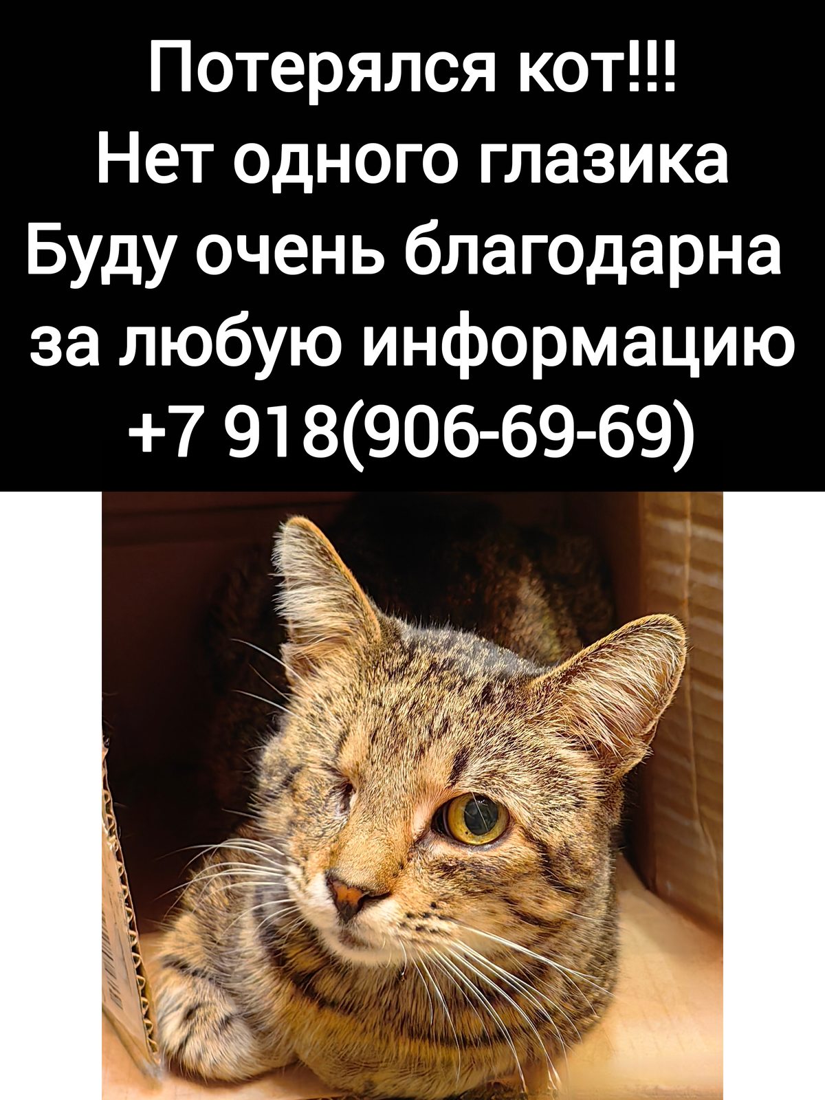 Пропала кошка в Сочи — фото объявления