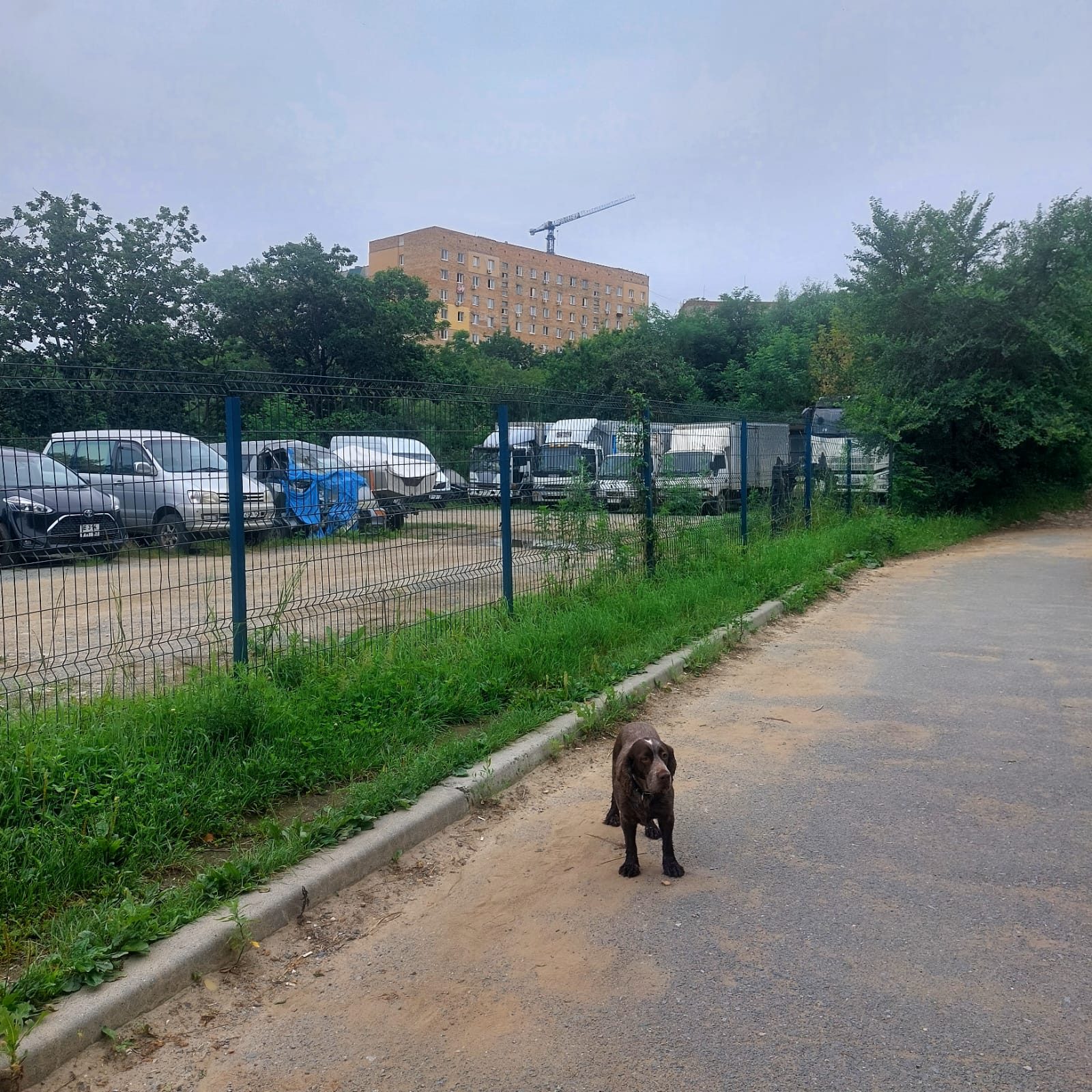 Найдена собака в Владивостоке — фото объявления