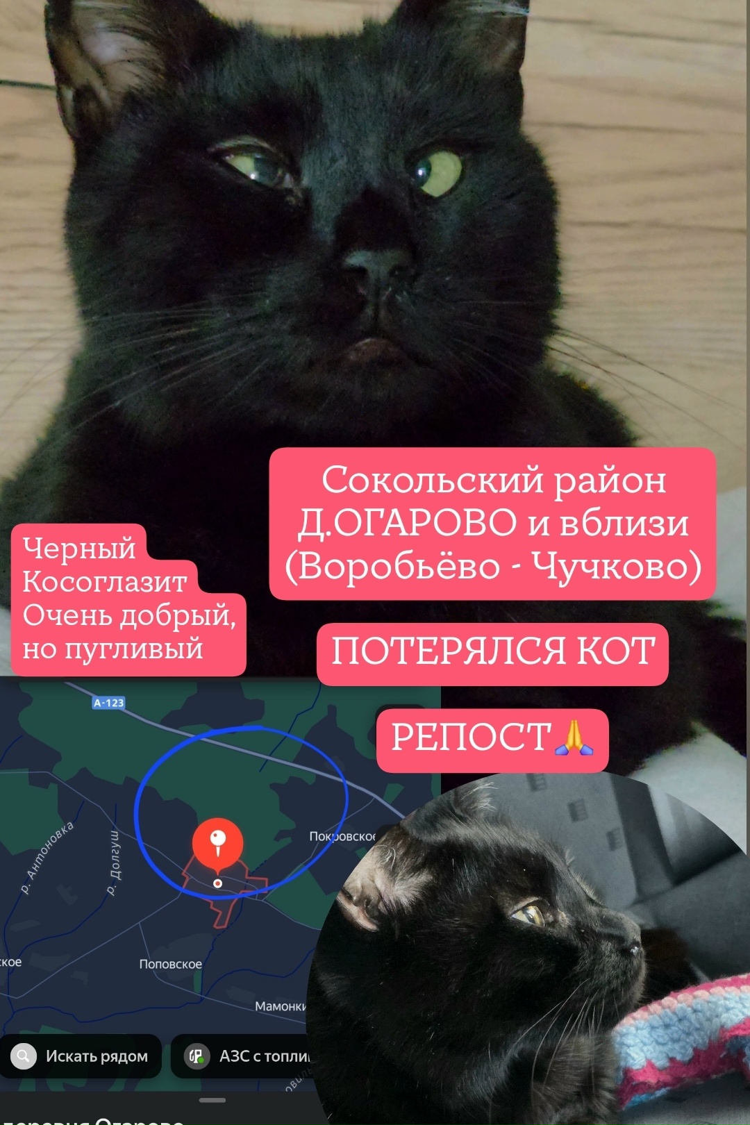 Найдена кошка в Вологде — фото объявления