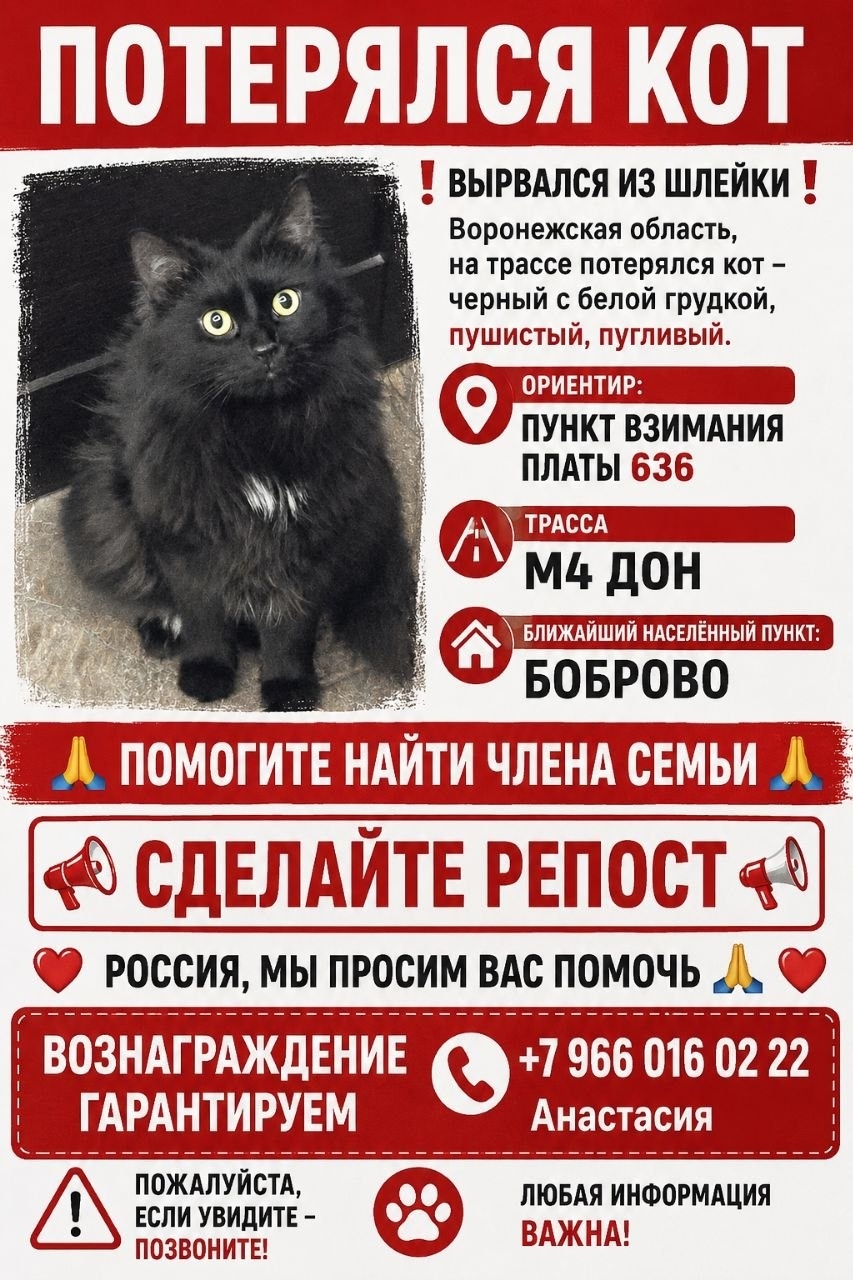 Найдена кошка в Таганроге — фото объявления