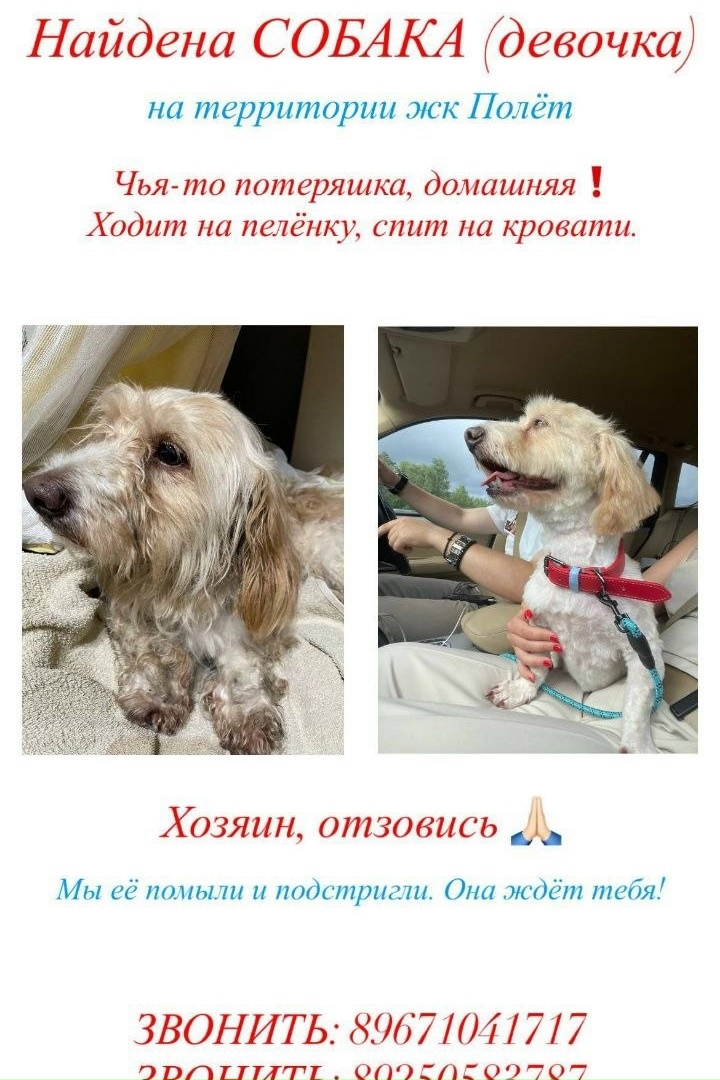 Найдена собака в Ногинске — фото объявления