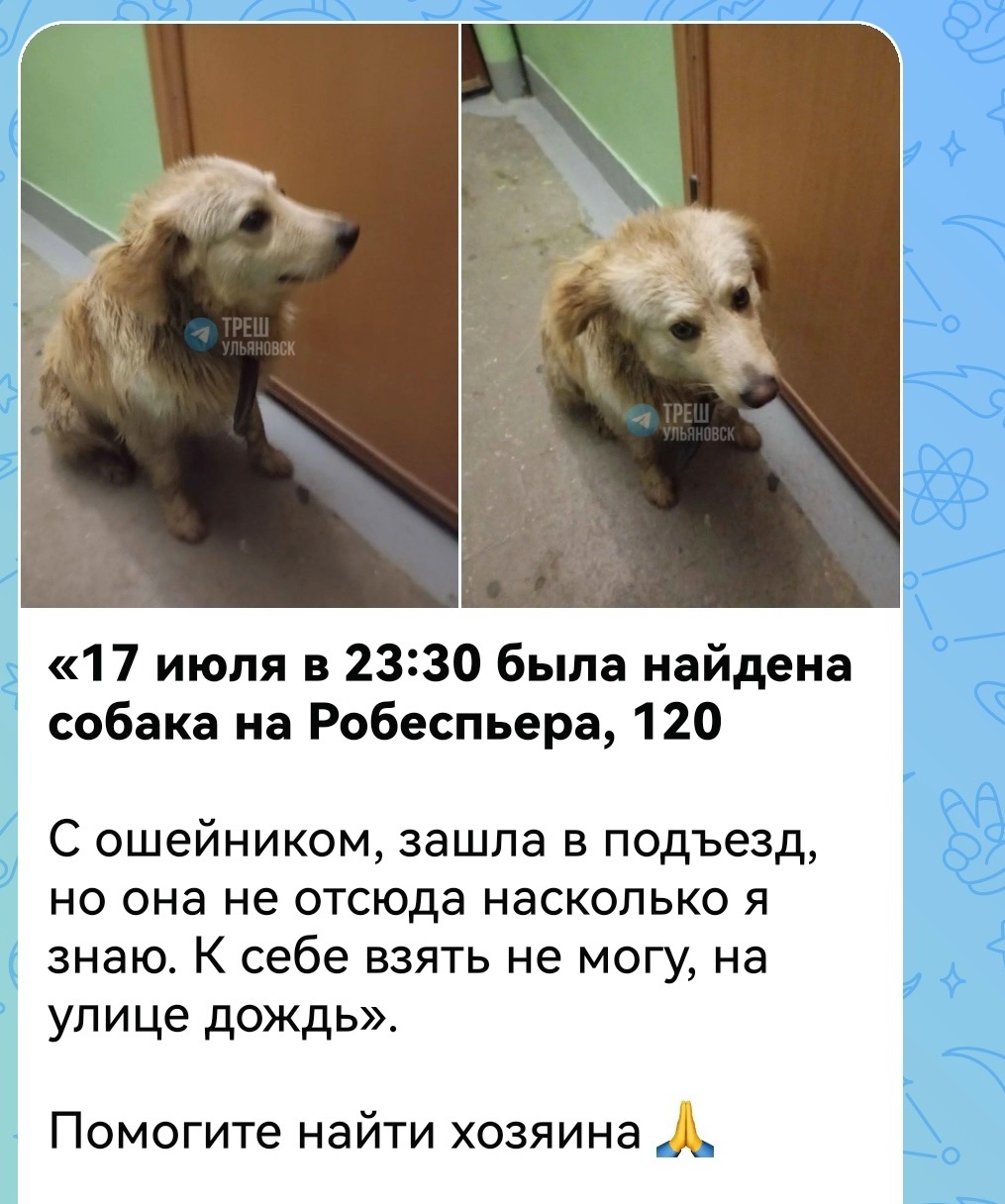 Найдена собака в Ульяновске — фото объявления