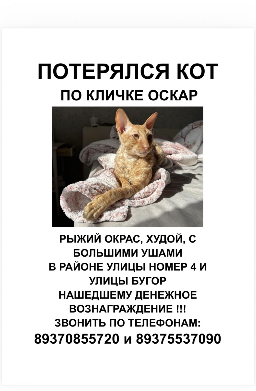 Пропала кошка в Волжском — фото объявления