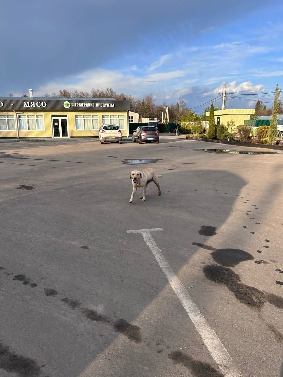Найдена собака в Дмитрове — фото объявления