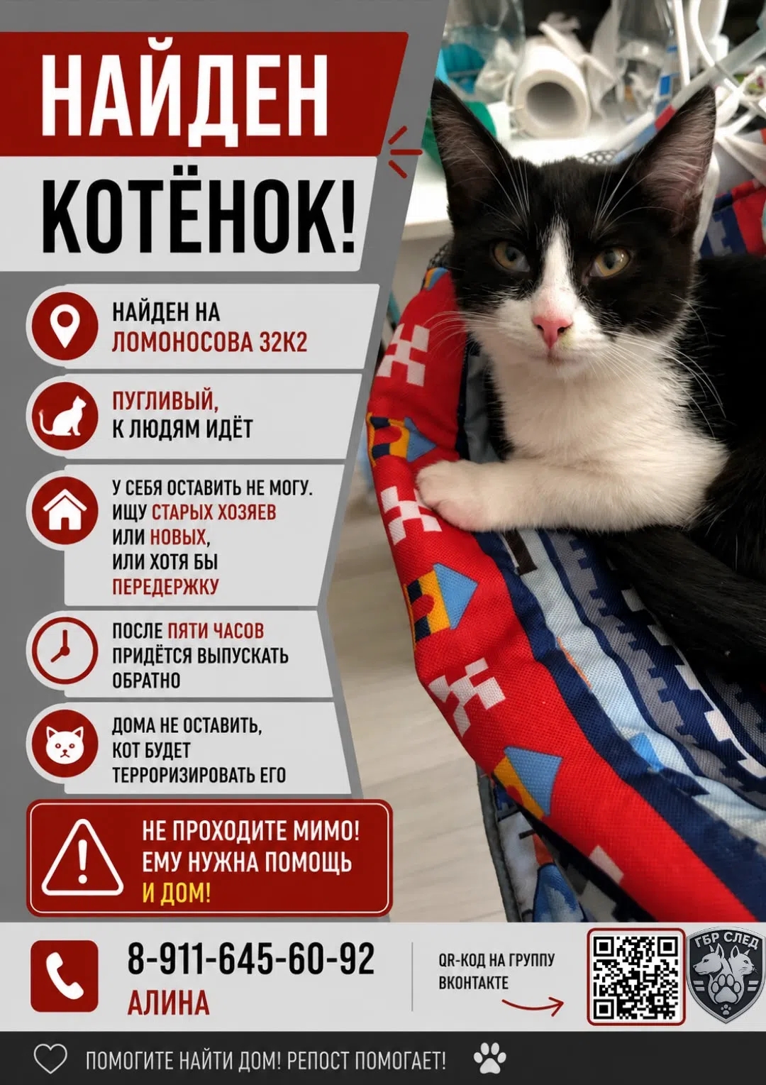 Найдена кошка в Великом Новгороде — фото объявления