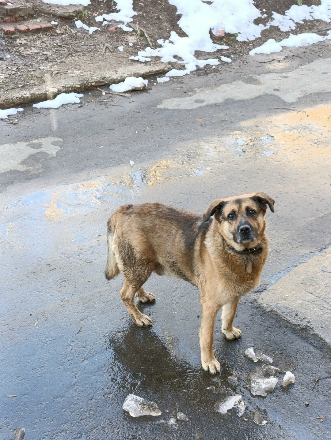 Пропала собака в Дмитрове — фото объявления