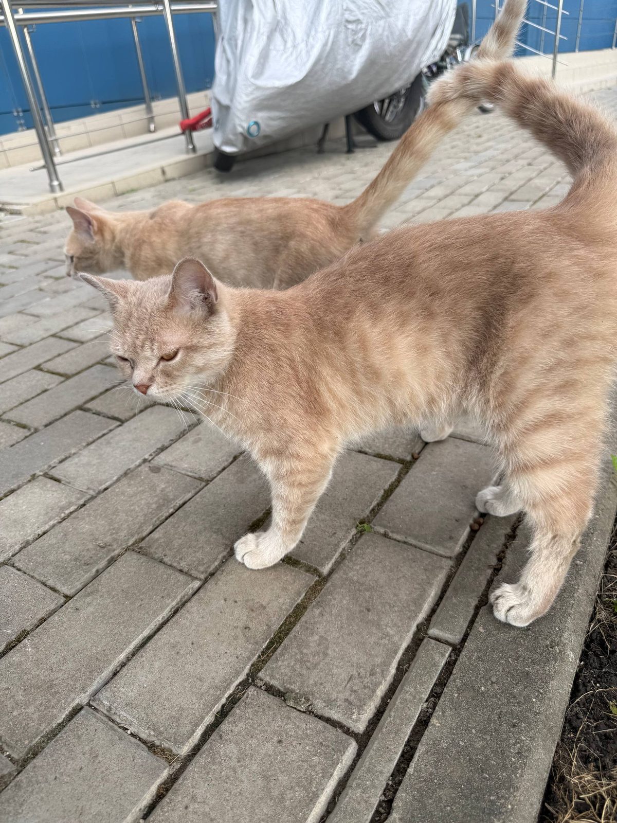 Найдена кошка в Краснодаре — Два молодых котика нашлись