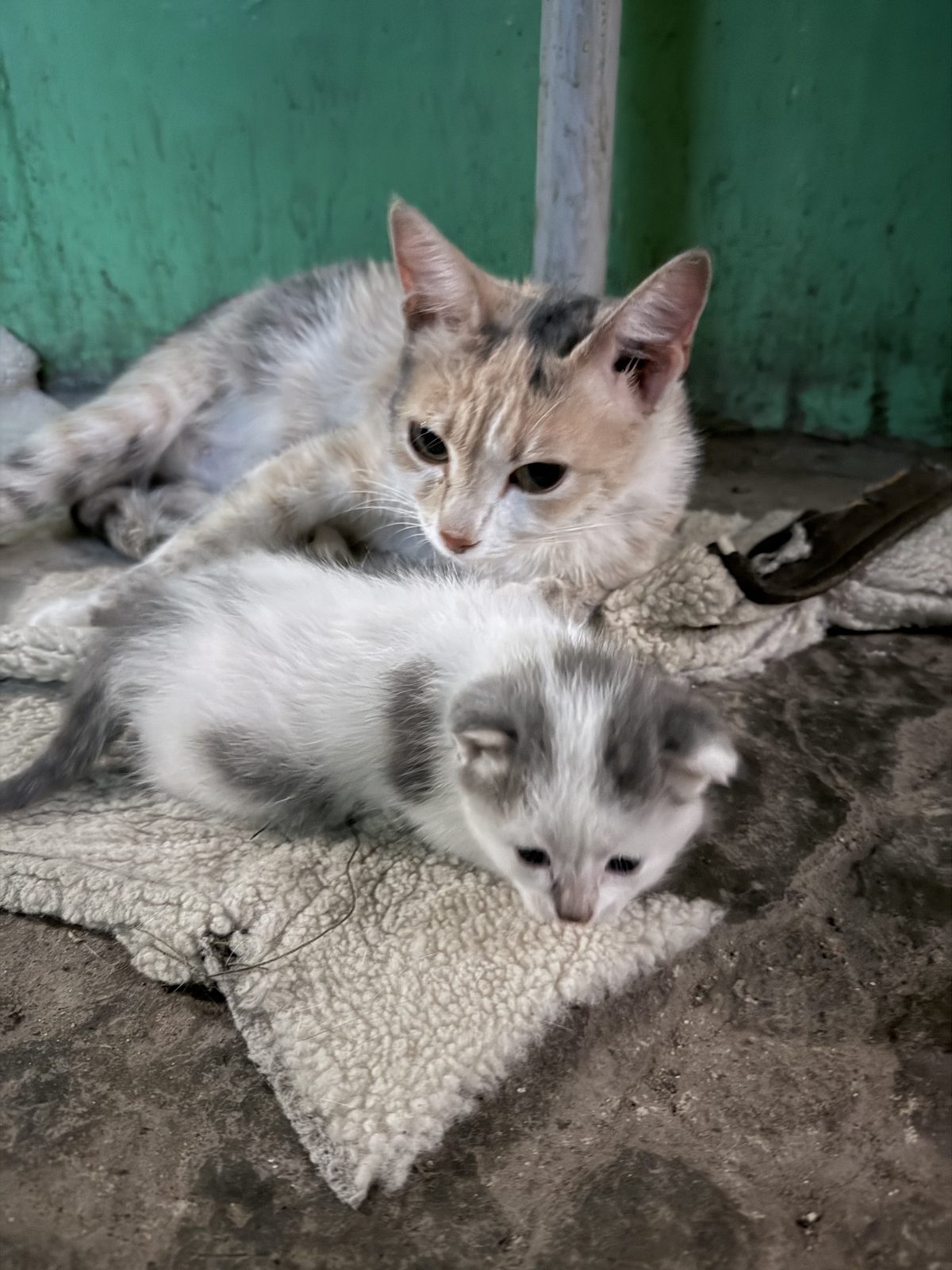 Найдена кошка в Каменске-Уральском — Подкинули кошку с грудным котенком