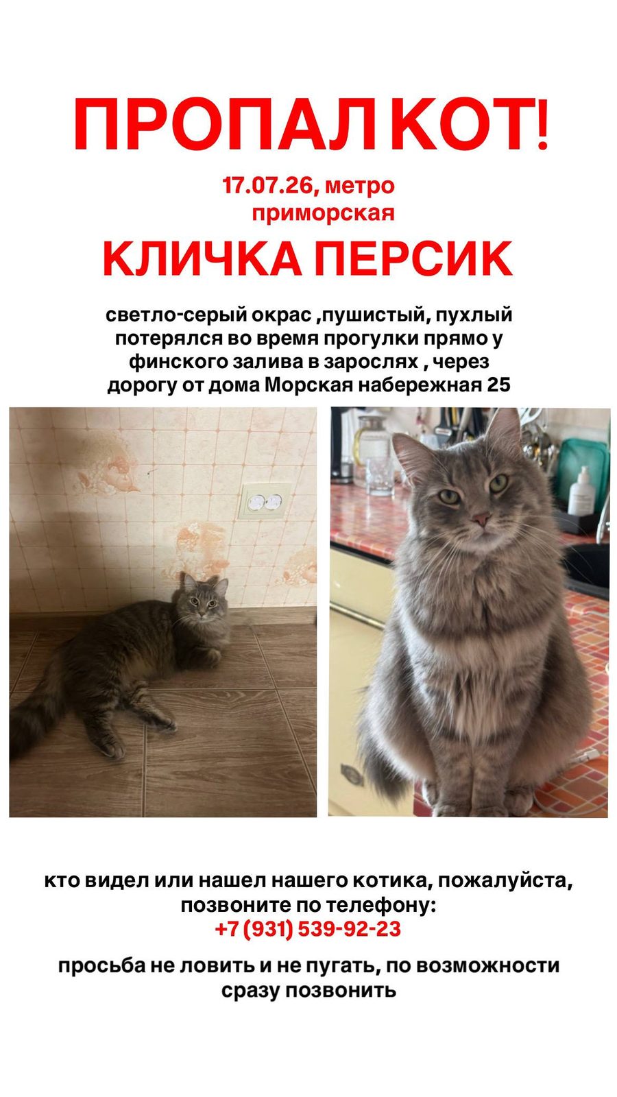 Пропала кошка в Санкт-Петербурге — Сбежал Коти