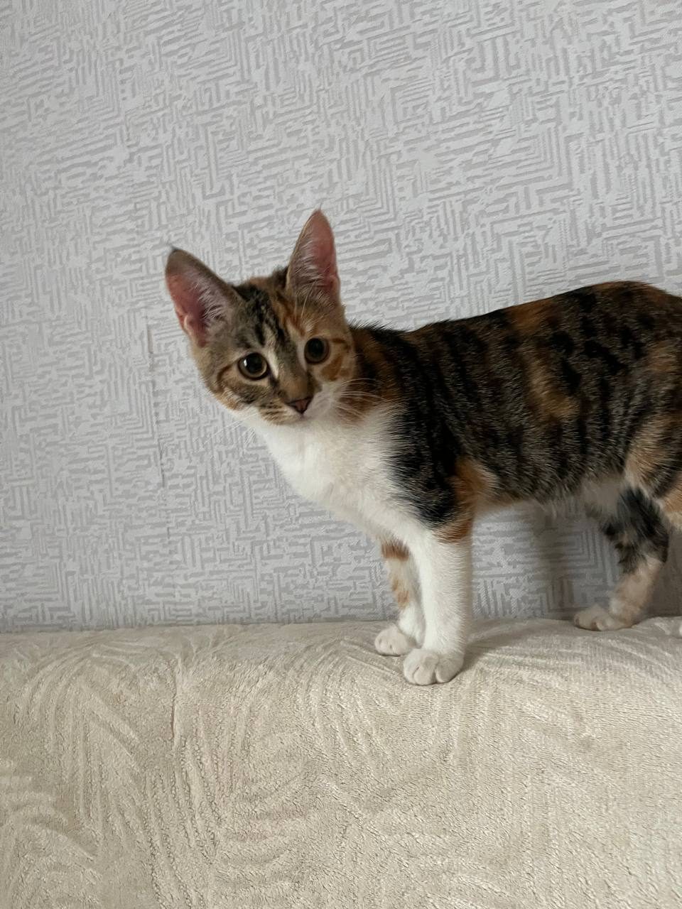 Пропала кошка в Казани — Потеряна кошка