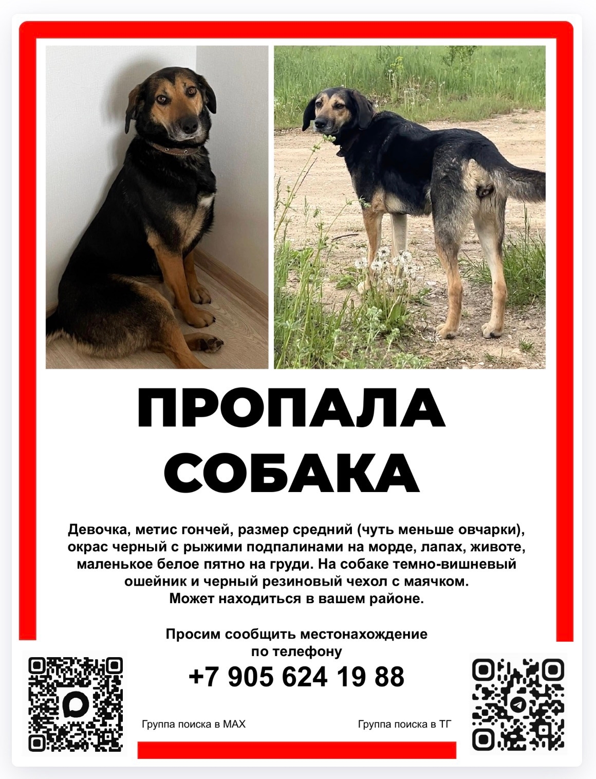 Найдена собака в Калуге — фото объявления