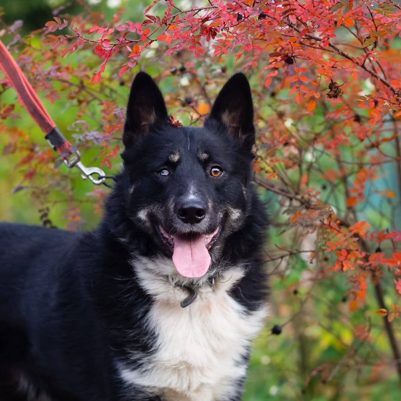 Найдена собака в Троицке — фото объявления