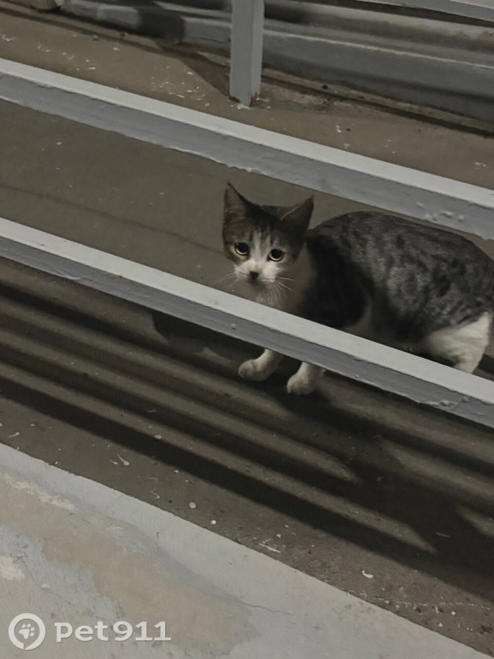 Найдена кошка в Ейске — фото объявления