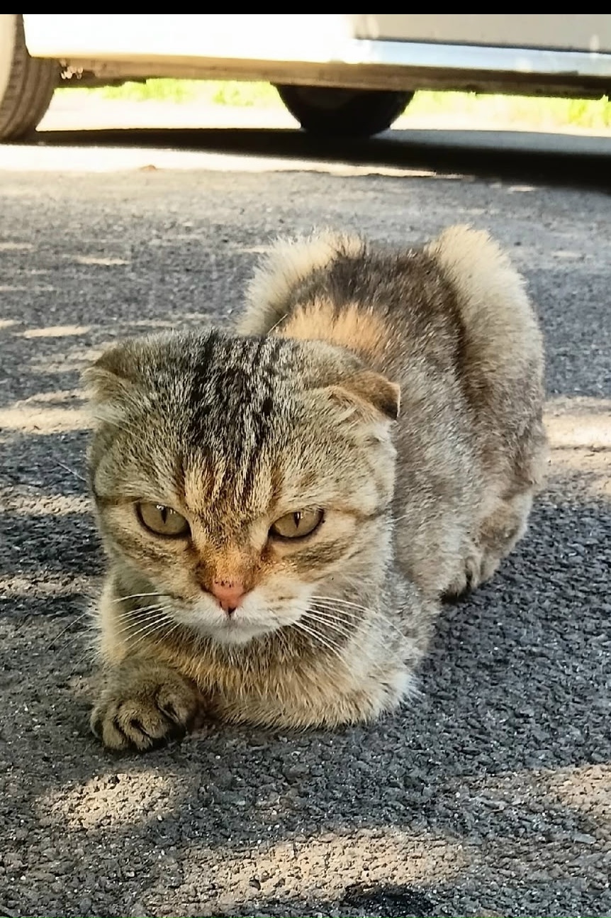 Найдена кошка в Белгороде — фото объявления