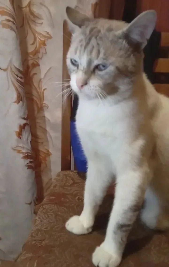 Пропала кошка в Кимрах — фото объявления