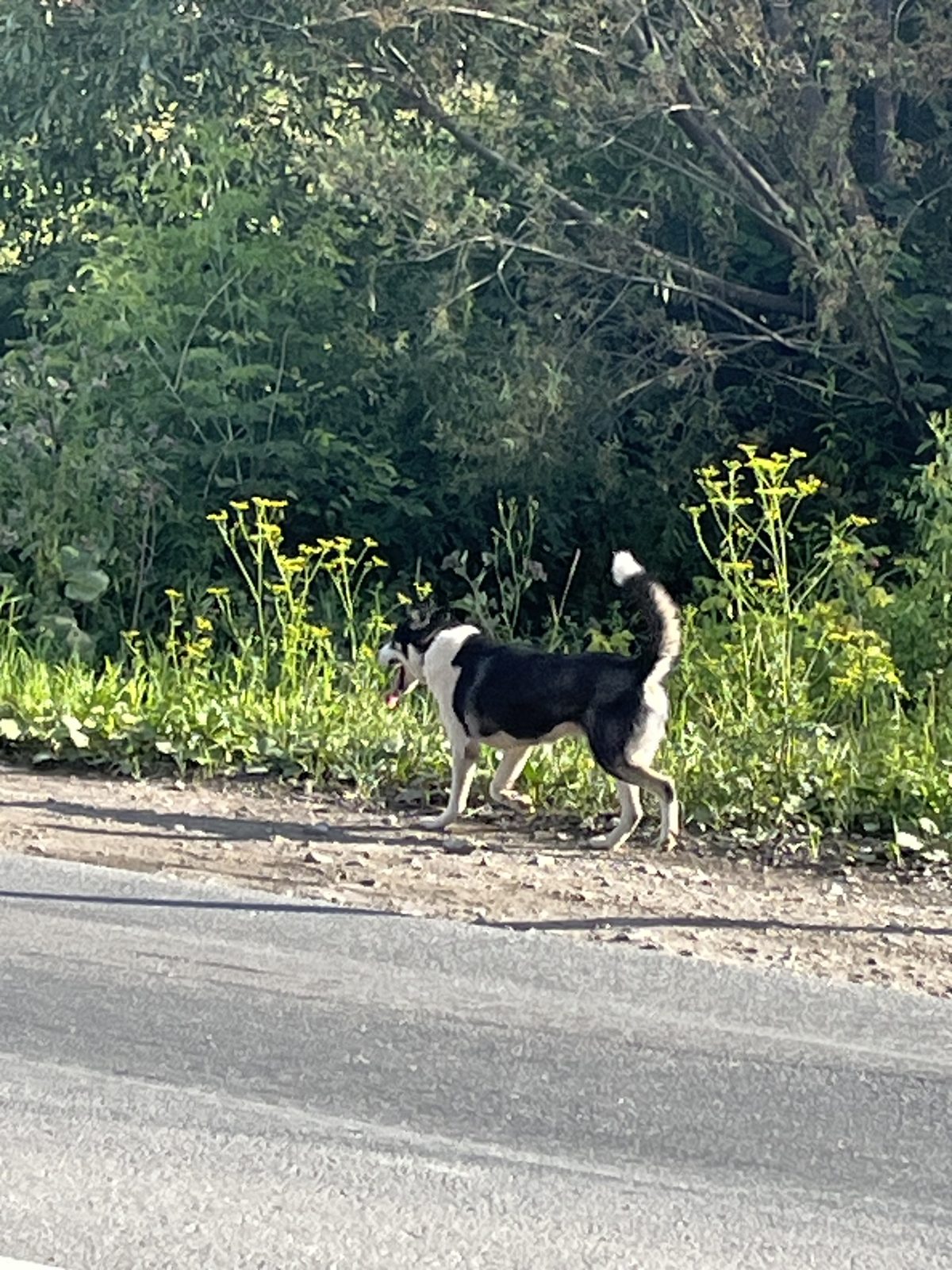 Найдена собака в Новосибирске — фото объявления