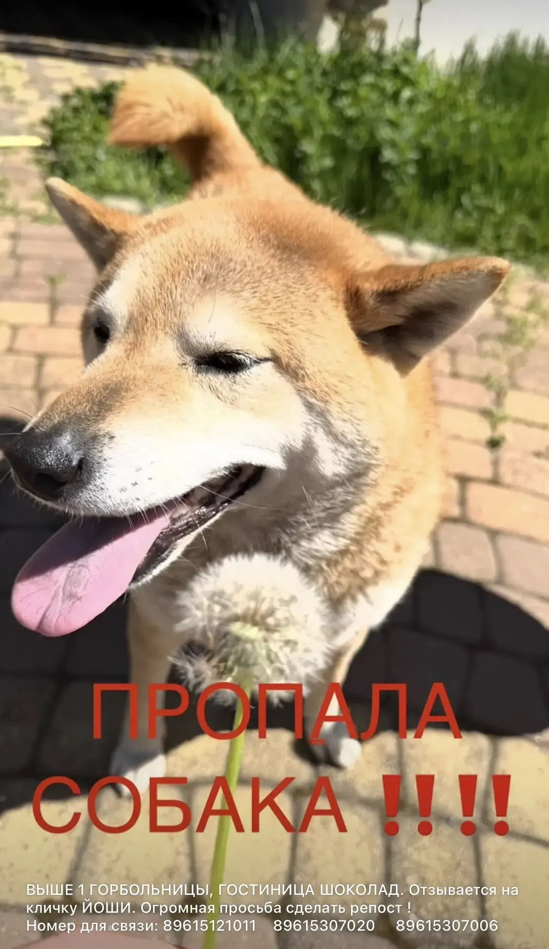 Найдена собака в Новороссийске — фото объявления