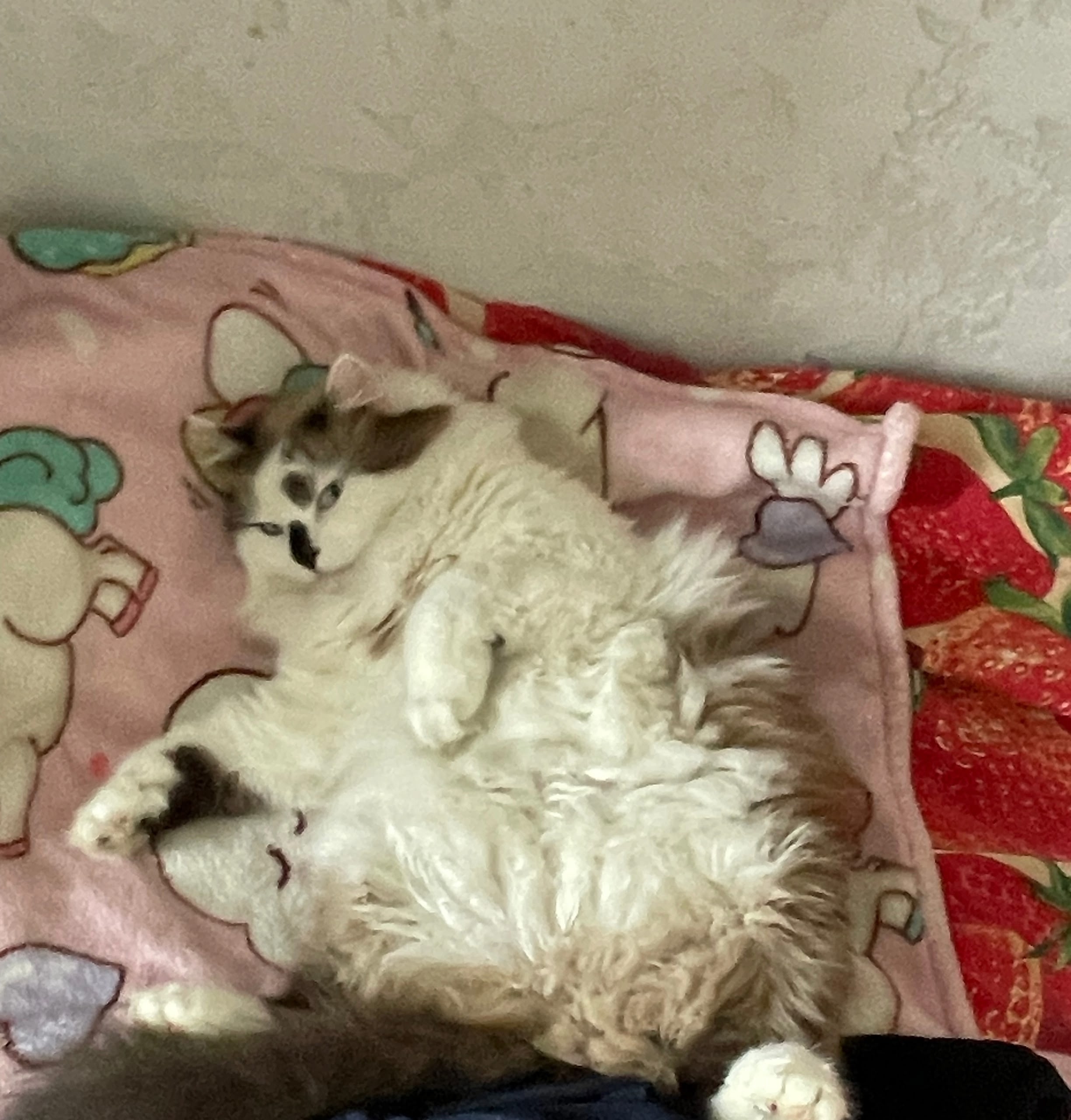 Найдена кошка в Лобне — фото объявления