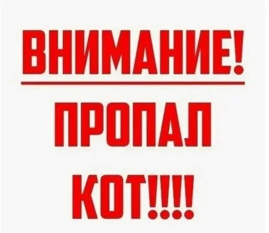 Найдена собака в Ступине — фото объявления