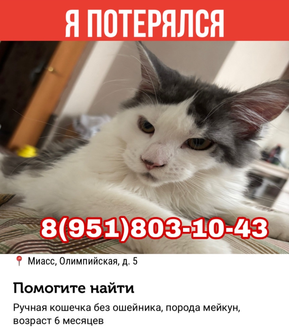 Найдена кошка в Миассе — фото объявления