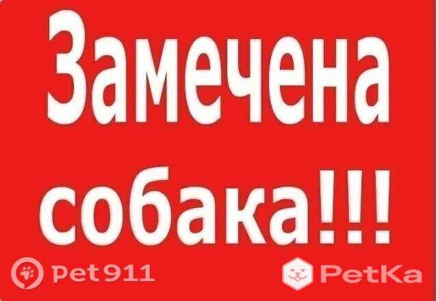 Найдена собака в Ессентуках — фото объявления