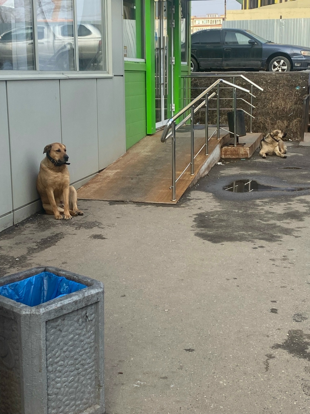 Найдена собака в Дмитрове — фото объявления