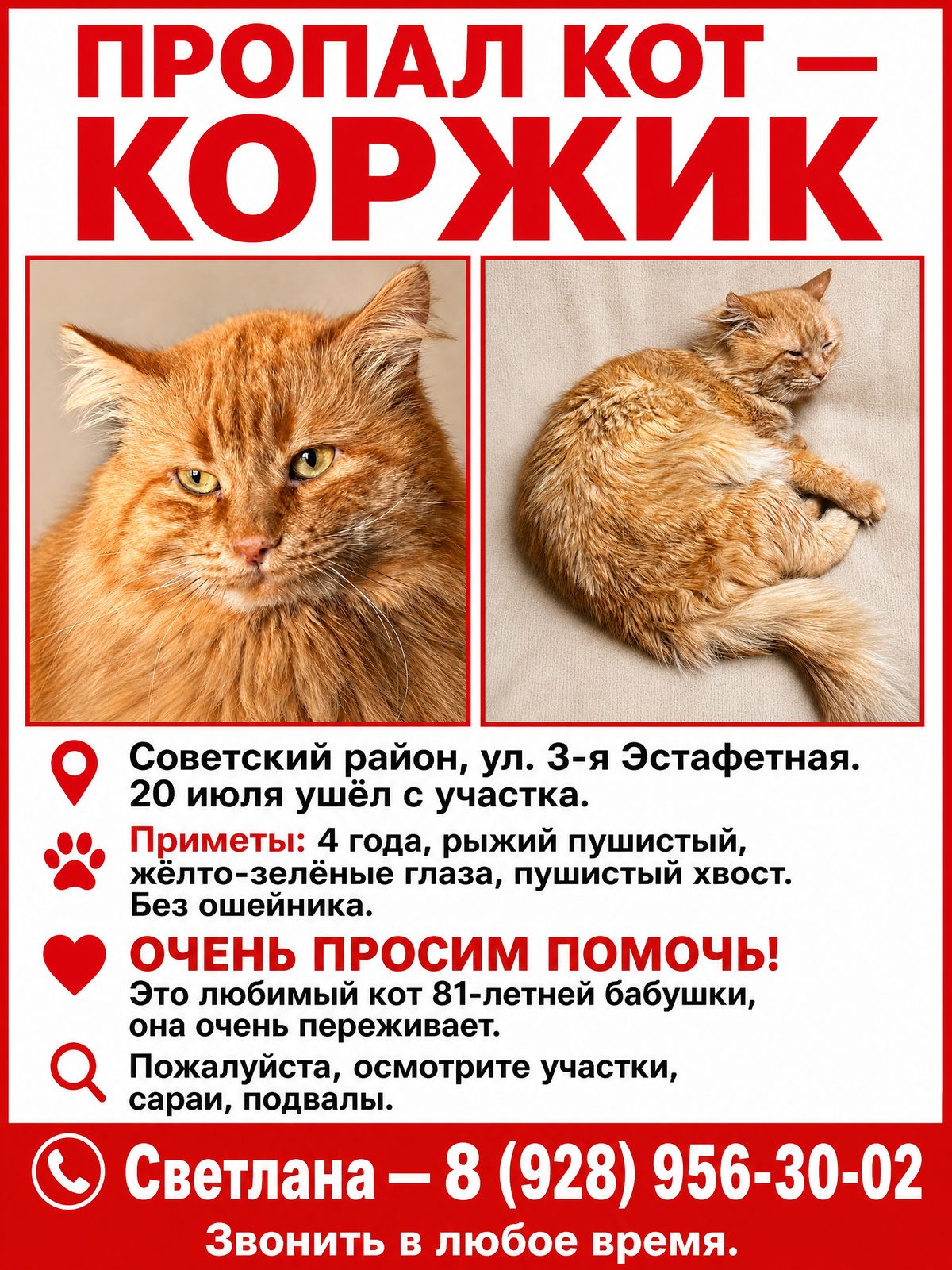Пропала кошка в Ростове-на-Дону — фото объявления