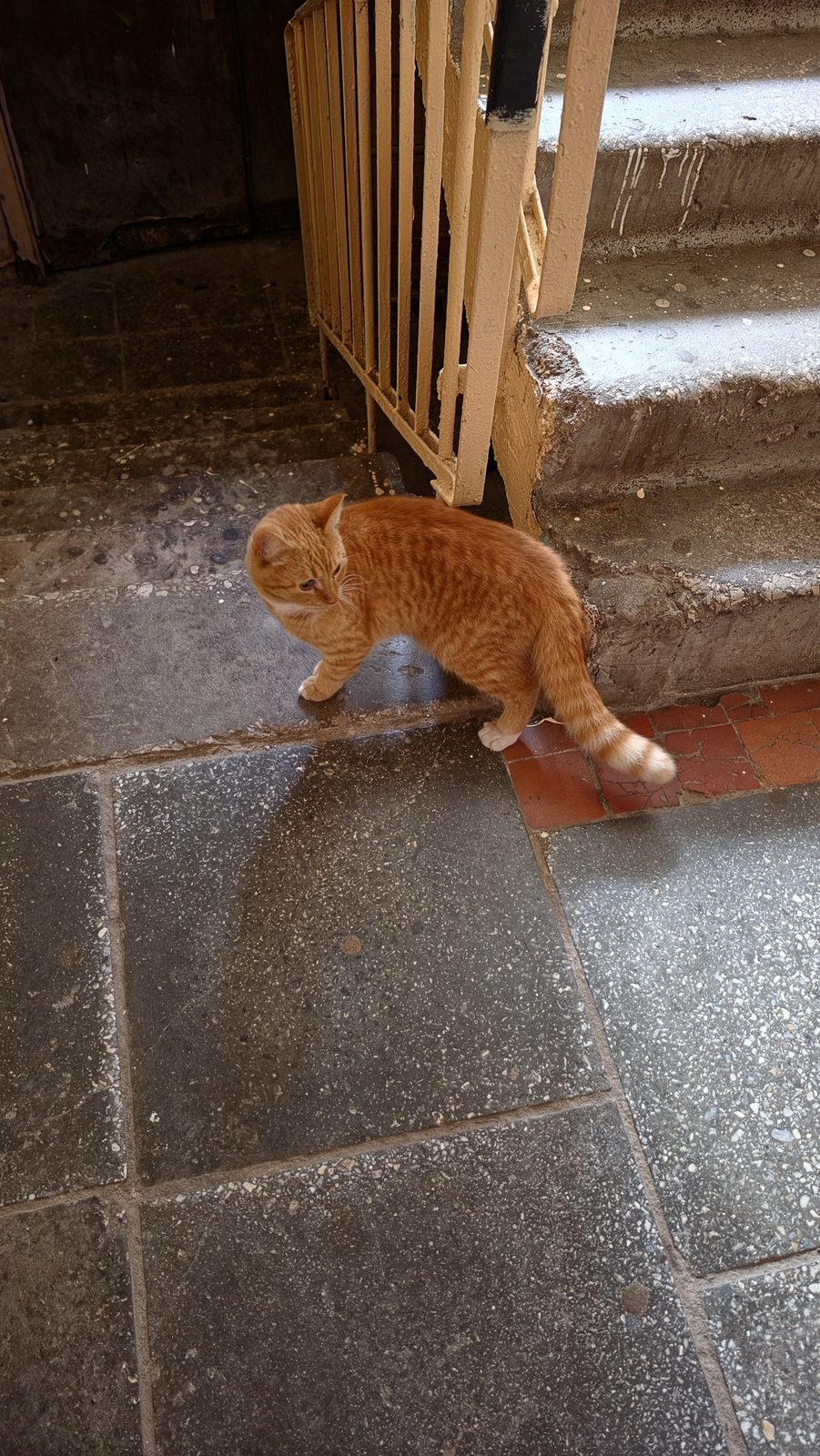 Найдена кошка в Калуге — Котик в подъезде.