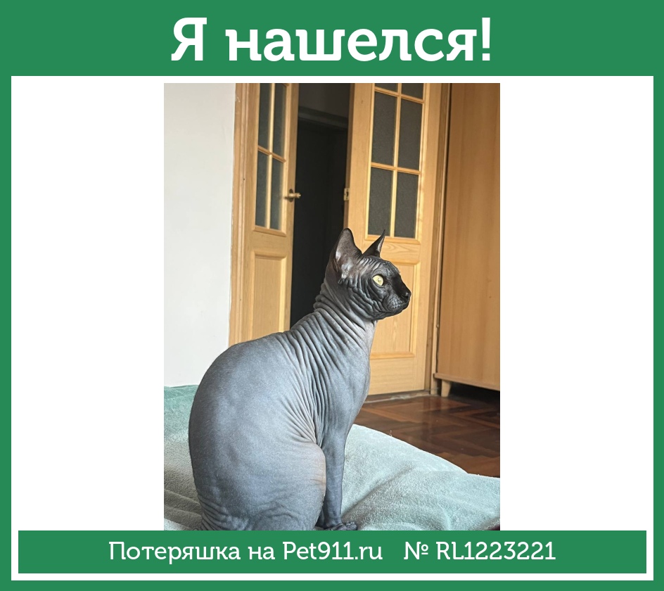 Найдена кошка в Нальчике — фото объявления