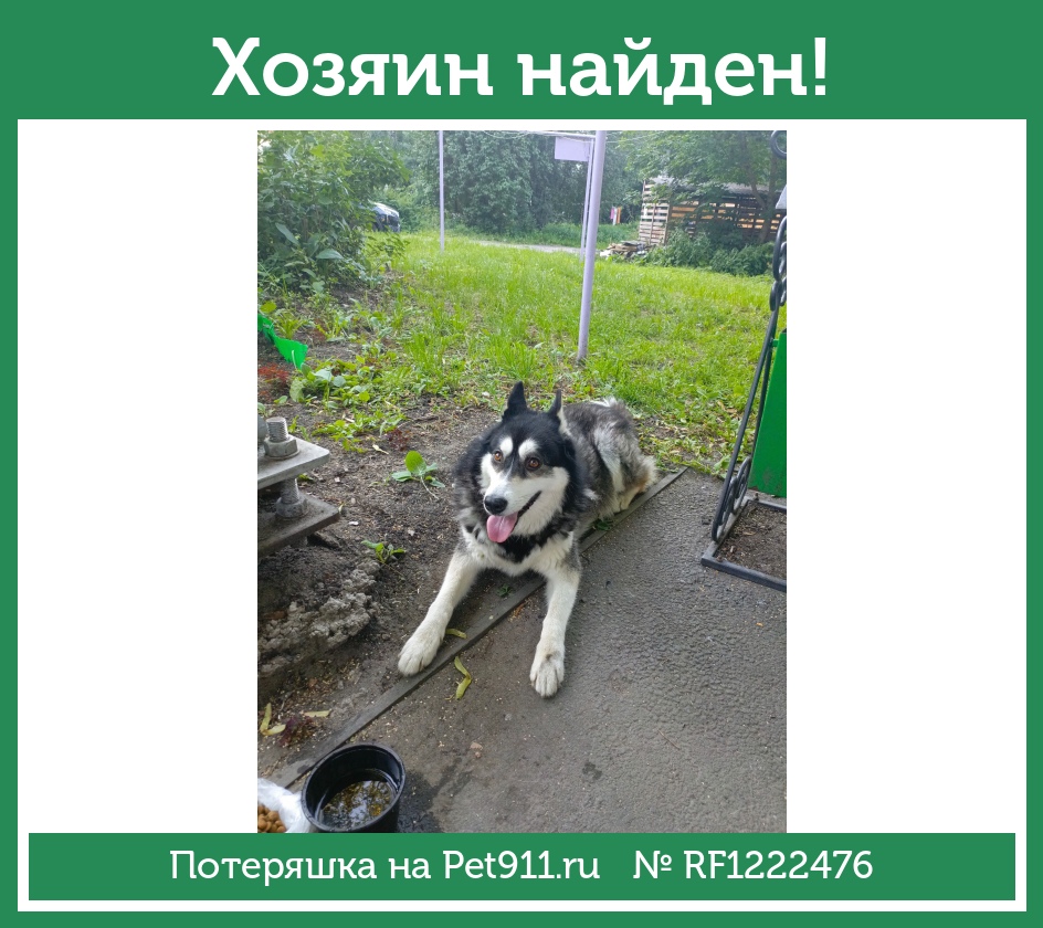 Найдена собака в Петрозаводске — фото объявления