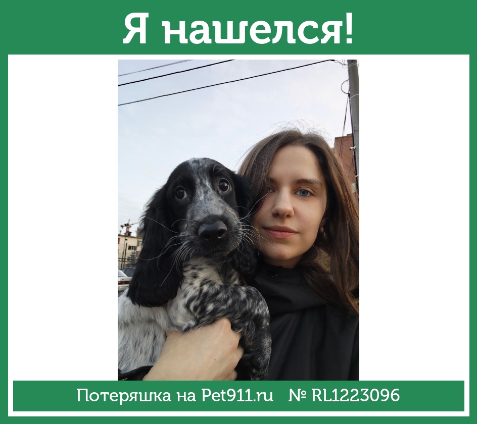 Найдена собака в Пензе — фото объявления