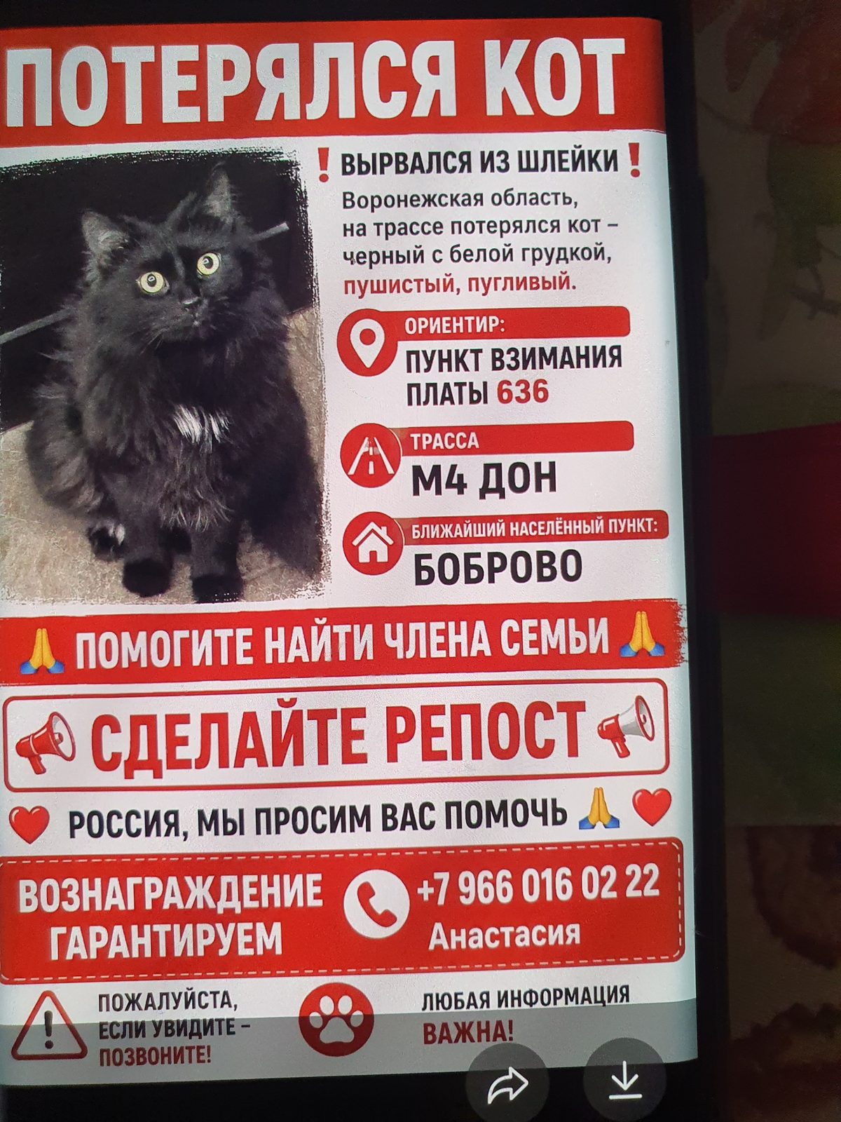 Пропала кошка в Воронеже — Помогите найти котика. Очень просим