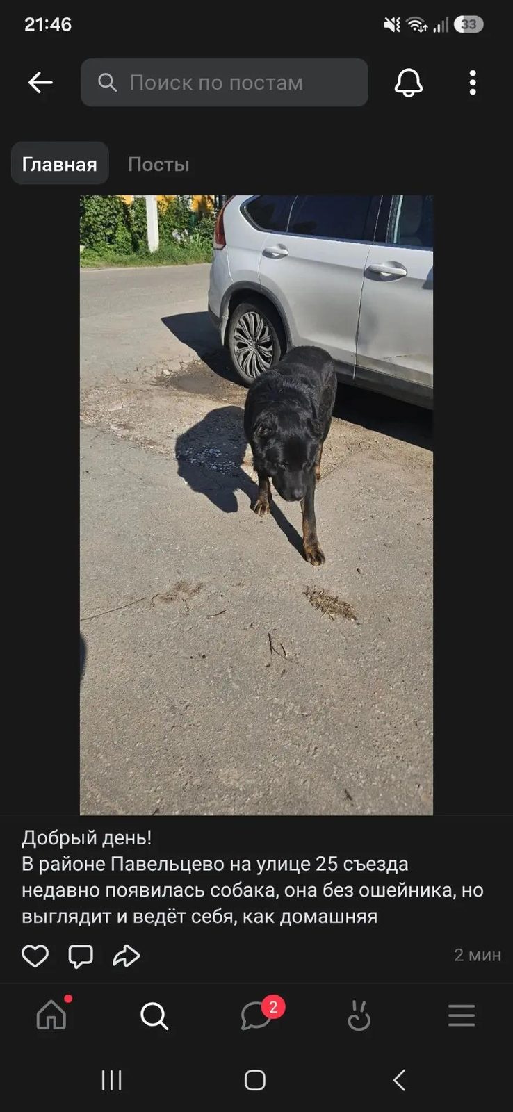 Найдена собака в Долгопрудном — в мкр. Павельцево г. Долгопрудный появилась собака