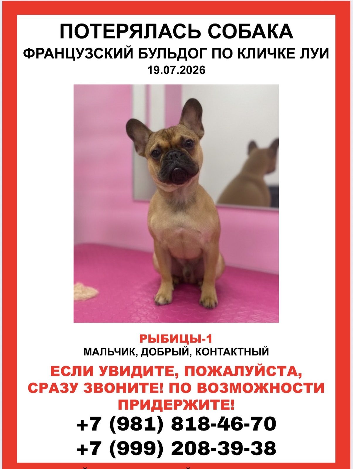Пропала собака в Гатчине — ❗ ПРОПАЛА СОБАКА ❗