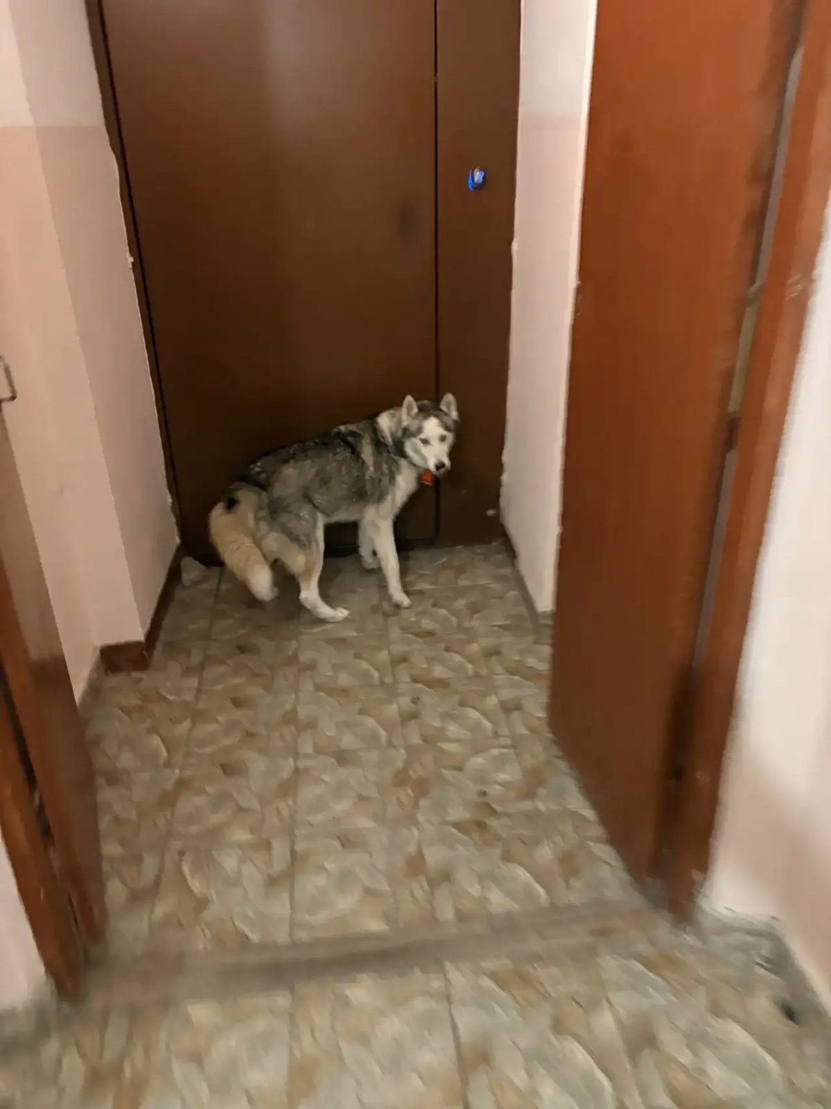 Найдена собака в Казани — фото объявления