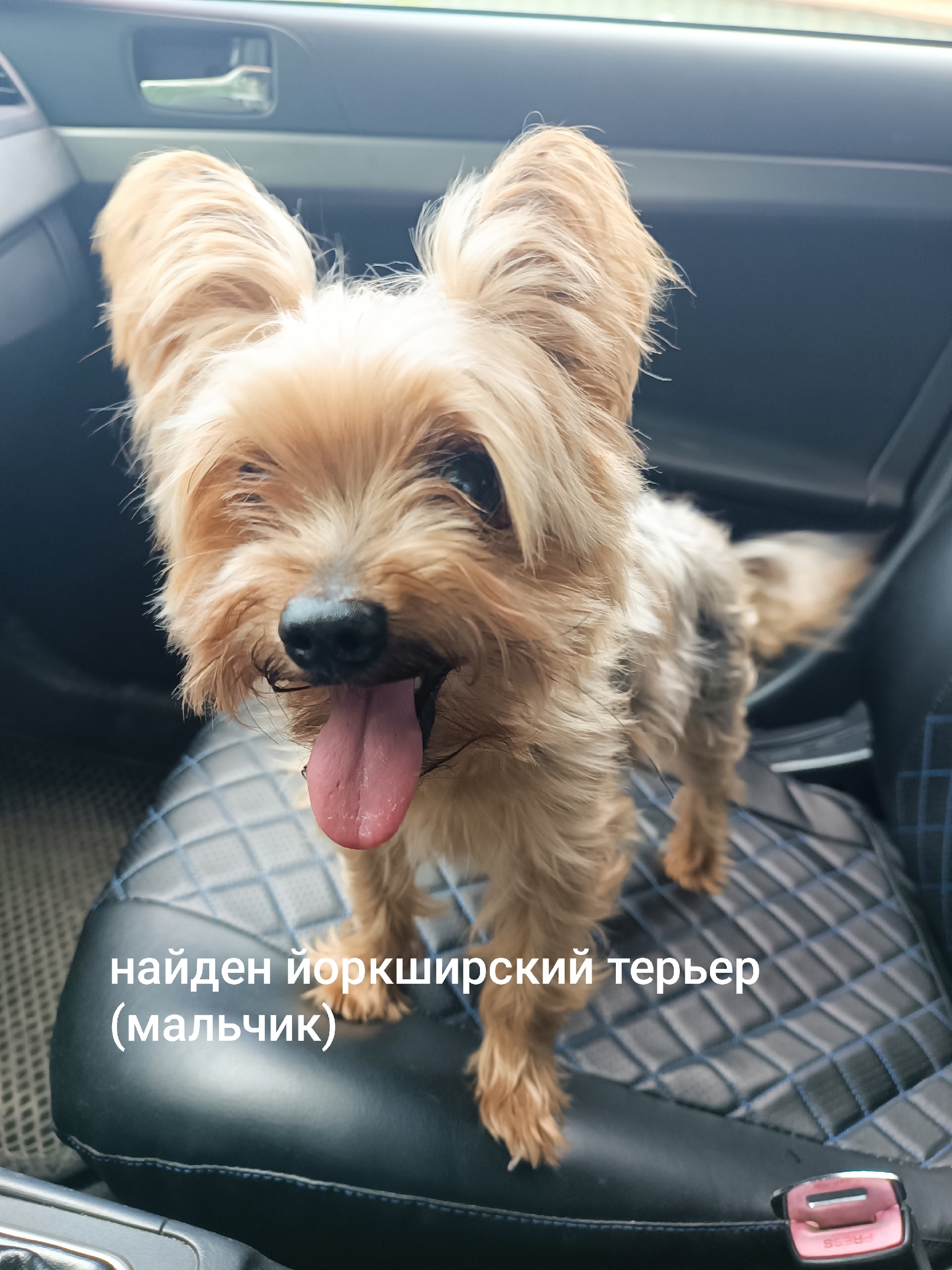 Найдена собака в Калуге — фото объявления