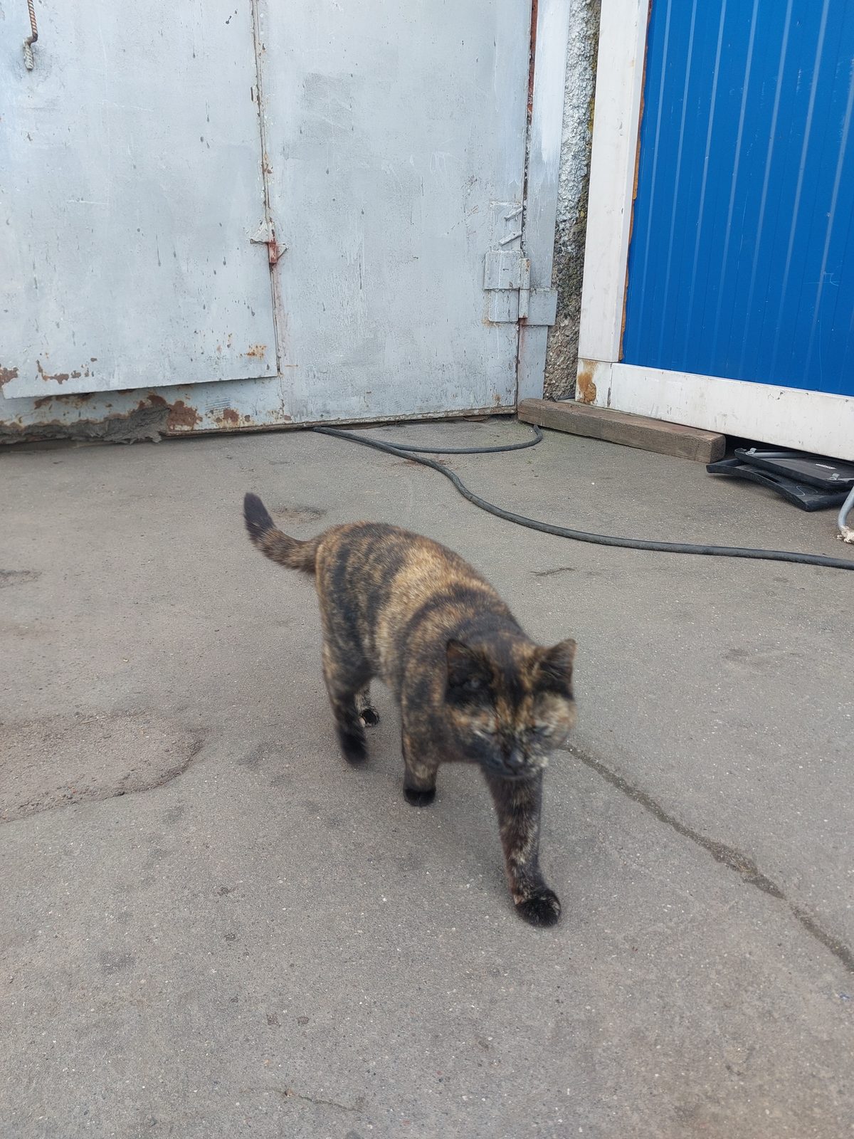 Найдена кошка в Москве — Пришла кошка.