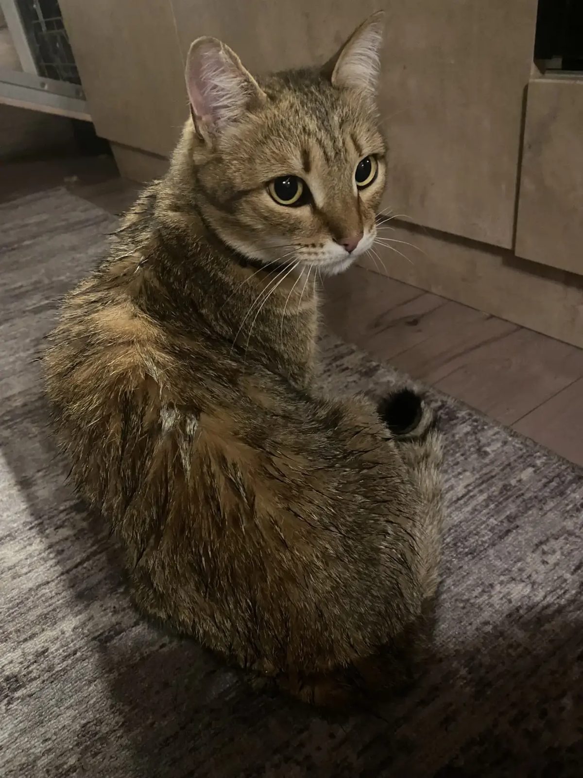 Пропала кошка в Барнауле — фото объявления