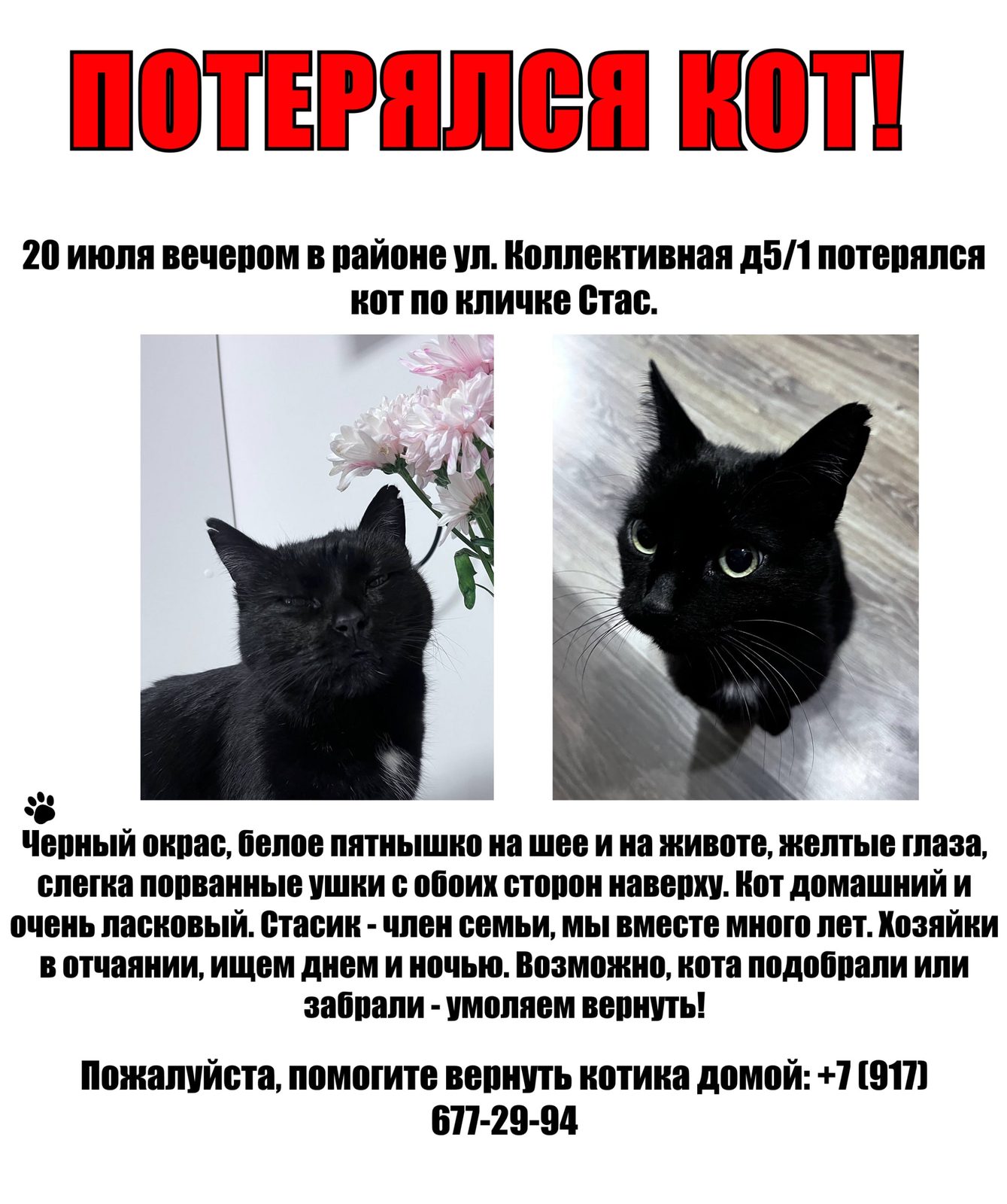 Пропала кошка в Чебоксарах — фото объявления