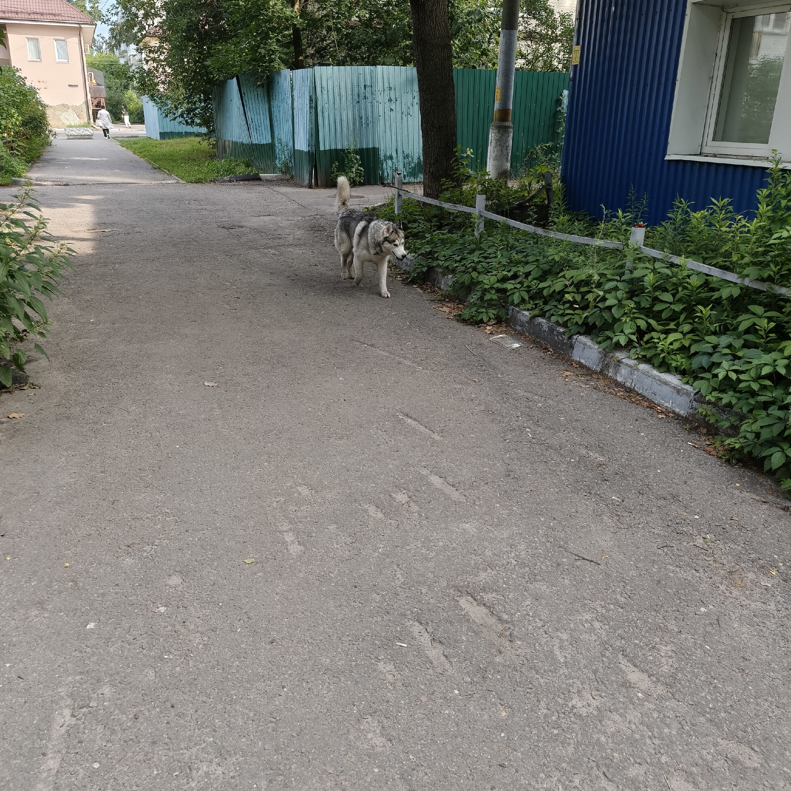 Найдена собака в Раменском — фото объявления
