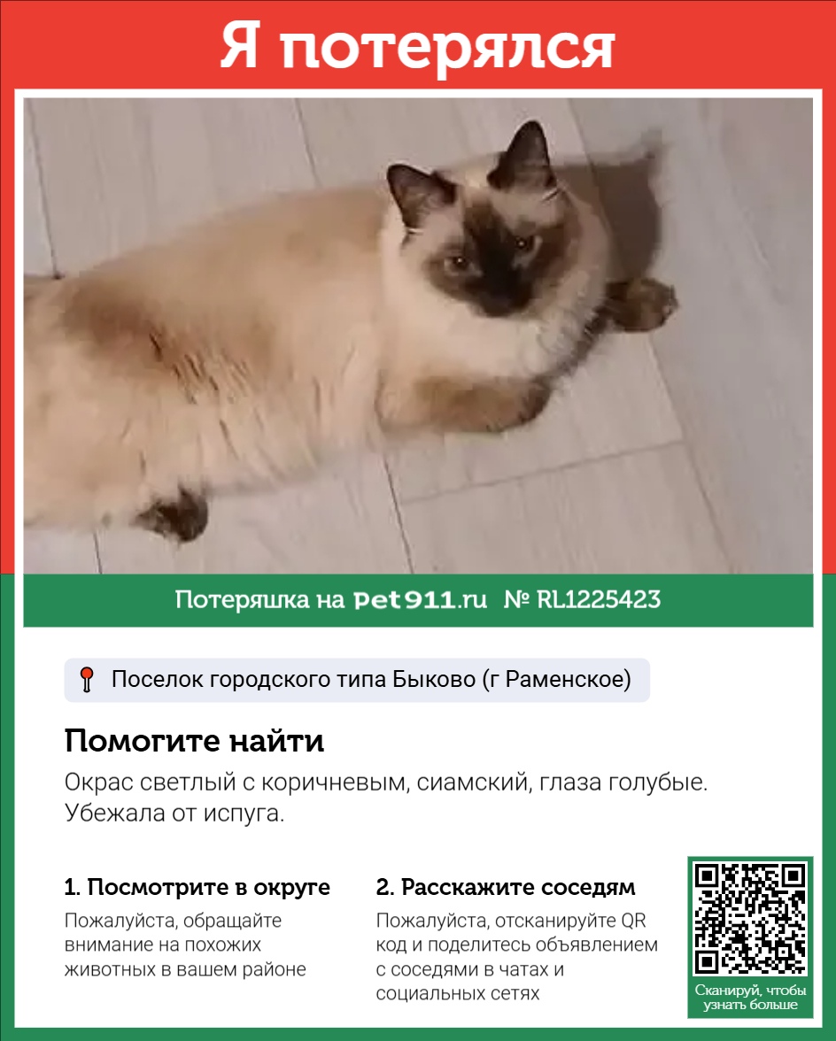 Найдена кошка в Реутове — фото объявления